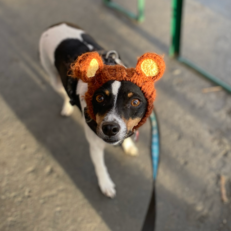 Bean, photo 5