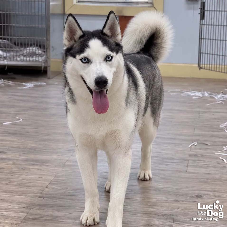 LUNA - Husky available for adoption