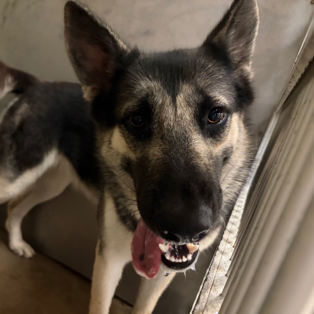 Velma, an adoptable dog at SPCA-BC