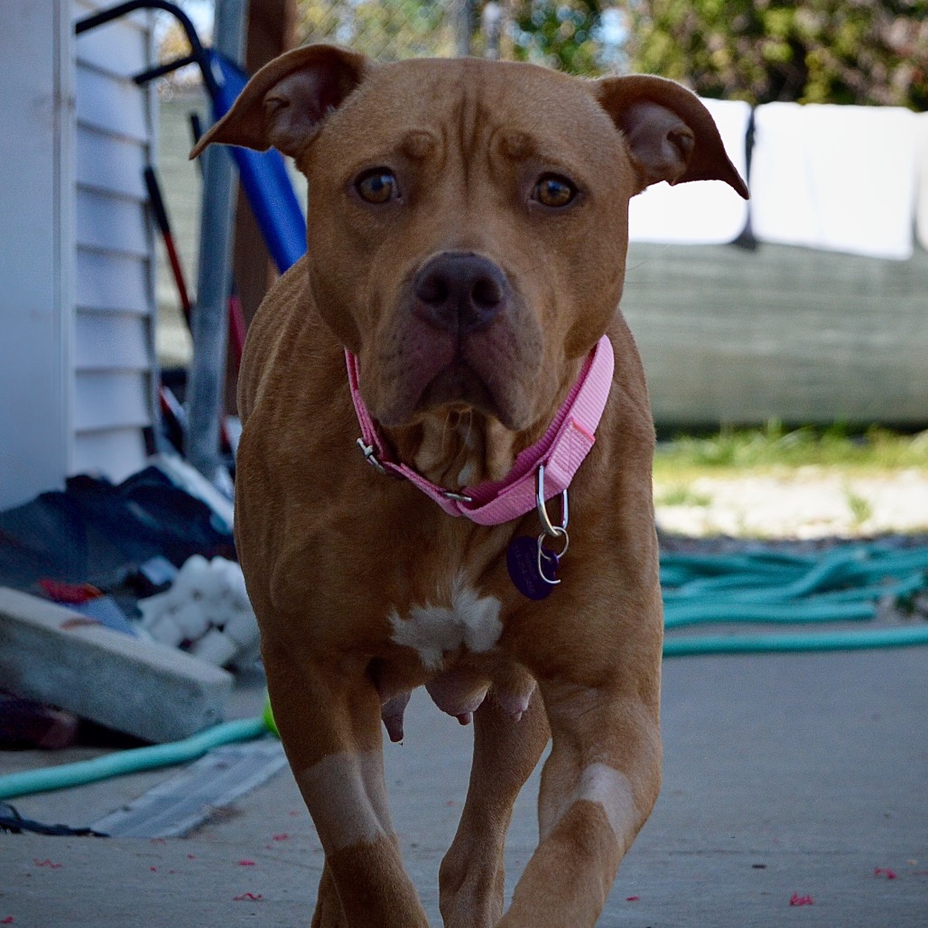 Red/Mahogany Terrier, American Pit Bull Dog