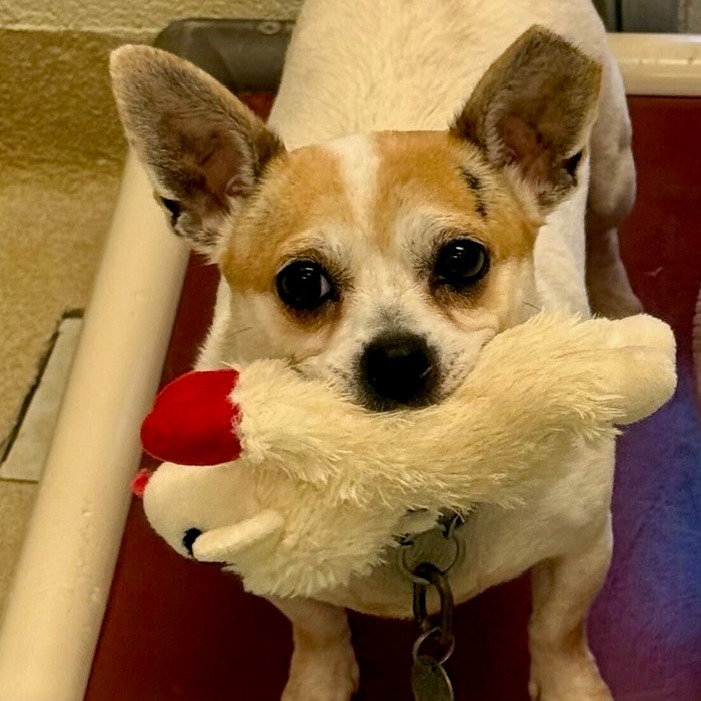 EGGSY (IN FOSTER) - Chihuahua available for adoption