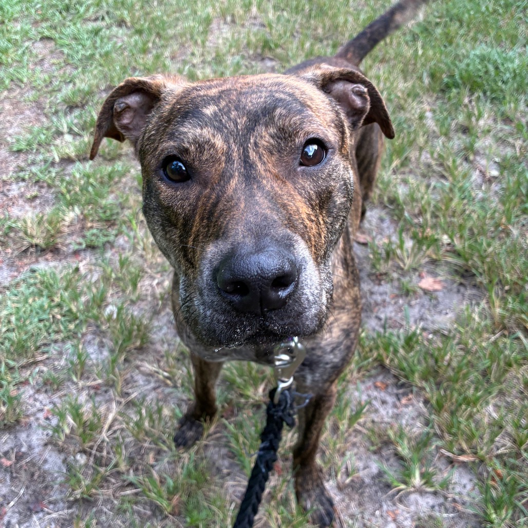 Mixed Breed