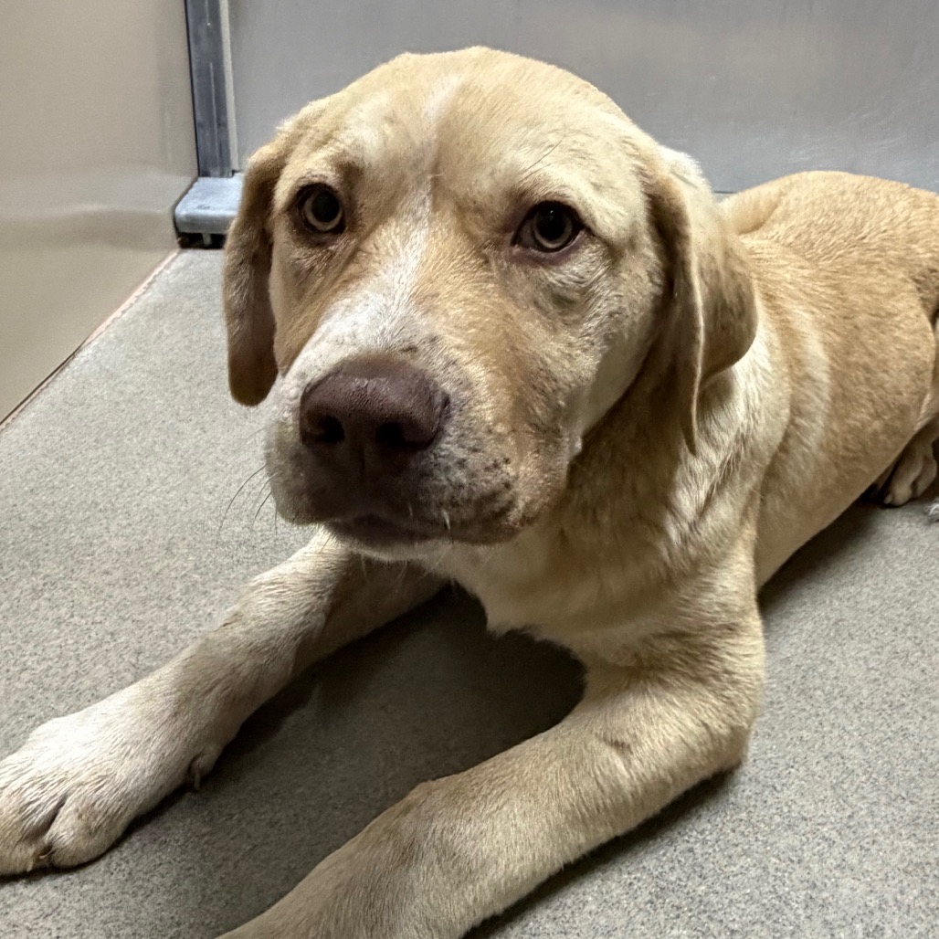 Kennel#29b Benny's preview photo