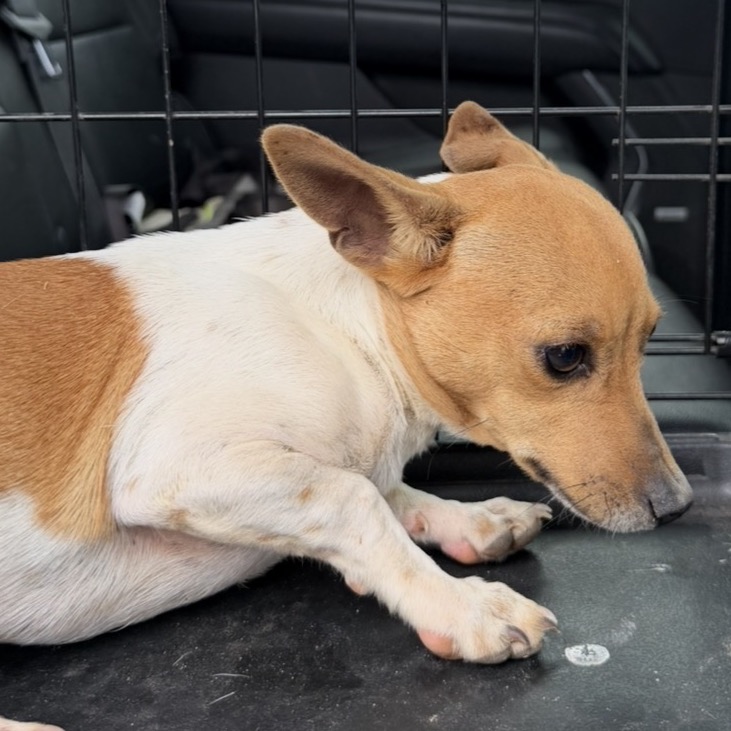 BISCOTTI - Chihuahua available for adoption