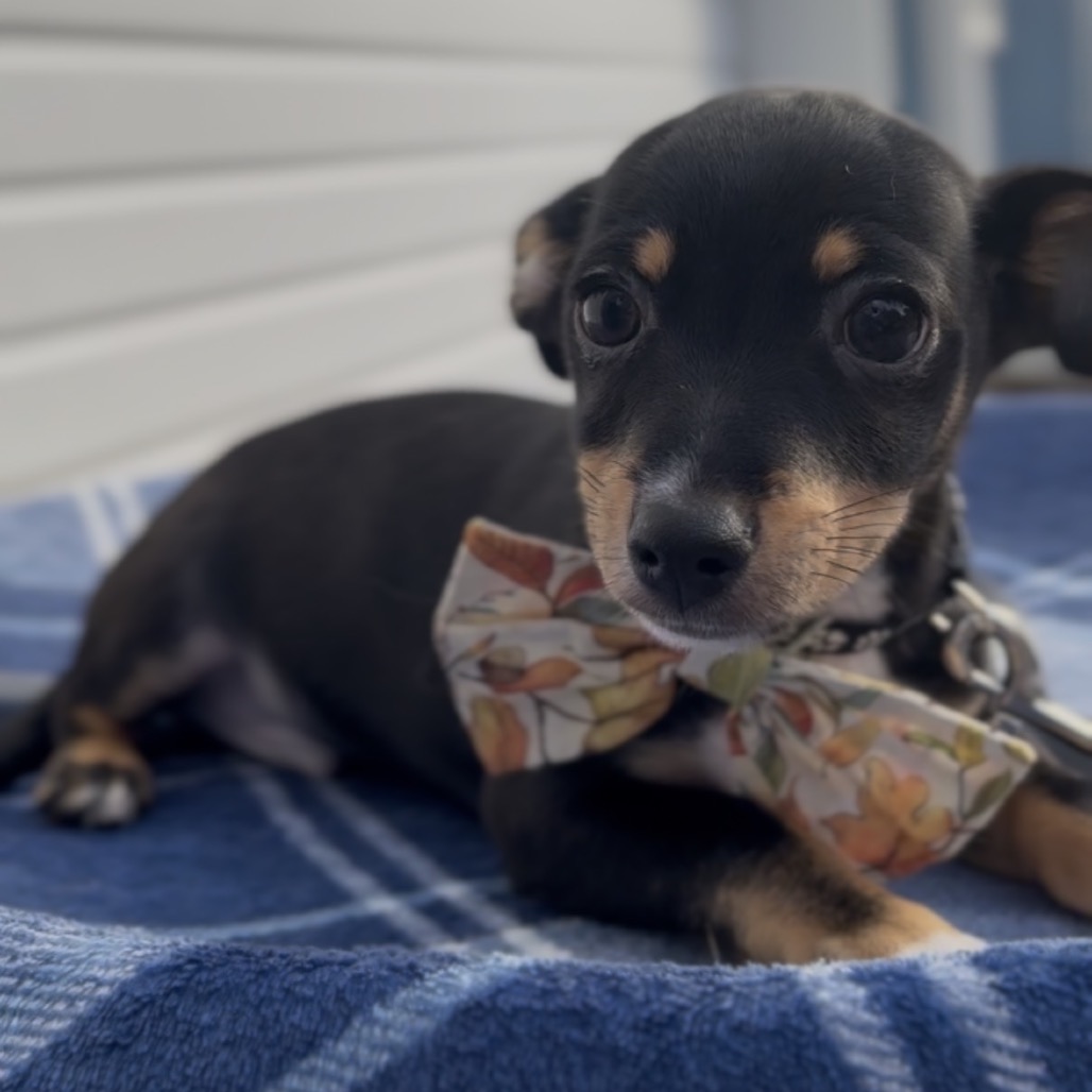 Luigi, photo 2
