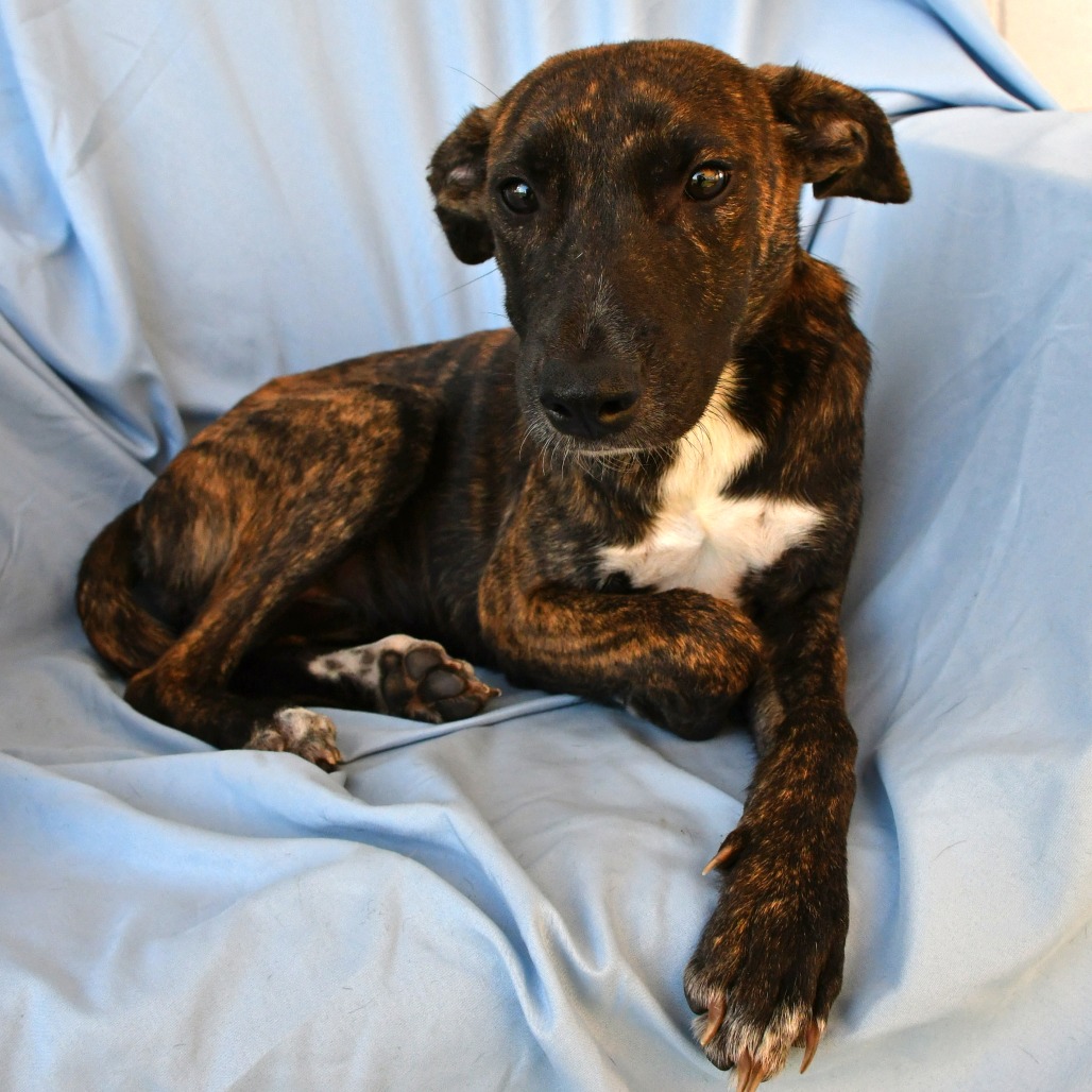 KAREN SMITH - Shepherd available for adoption