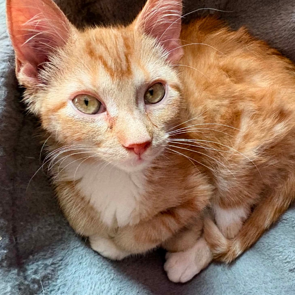 ODIN - Domestic Medium Hair available for adoption