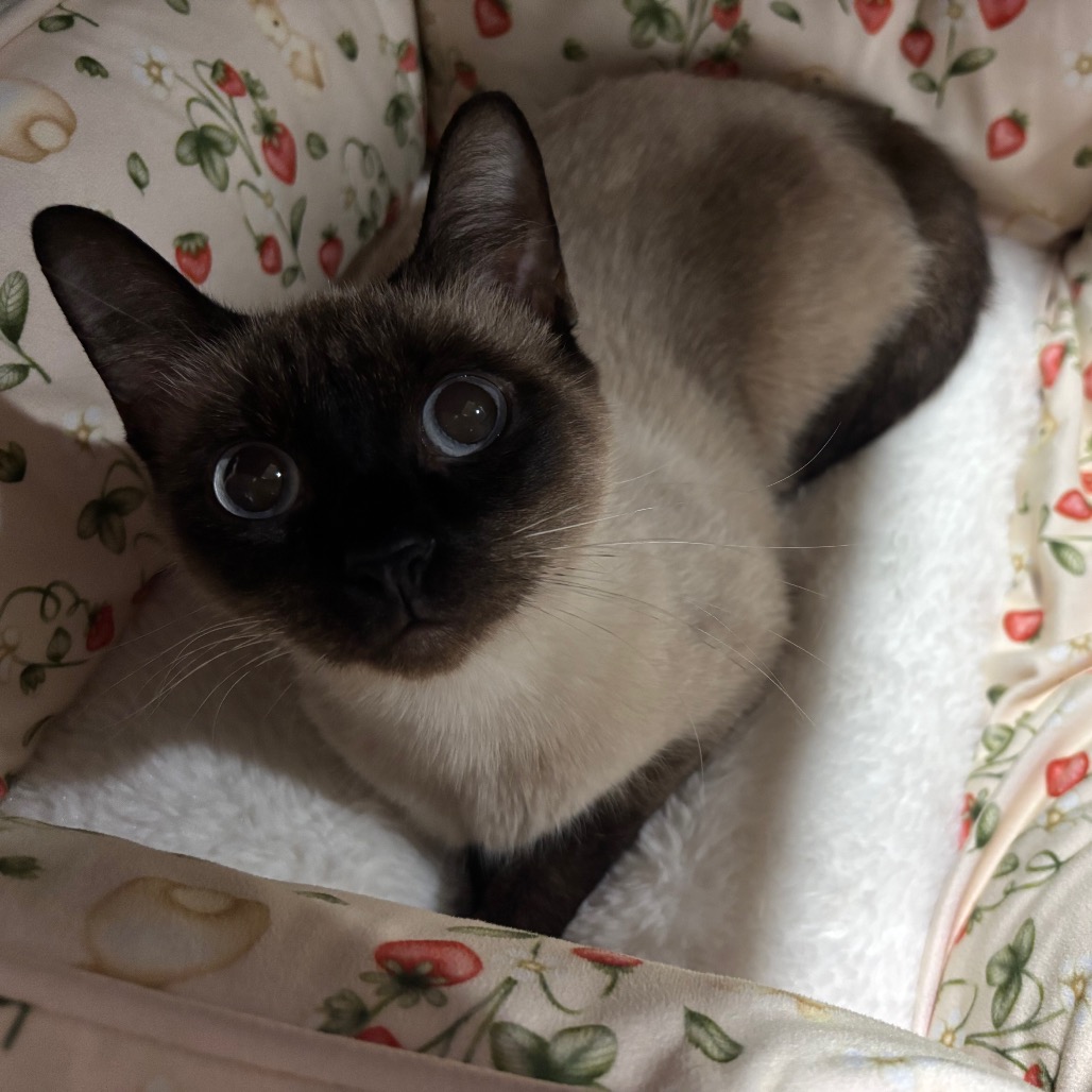 DARA - Siamese available for adoption
