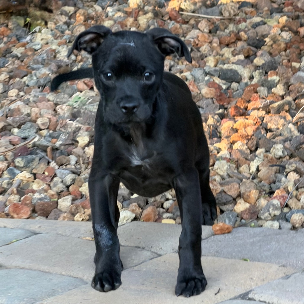Fudge, photo 8