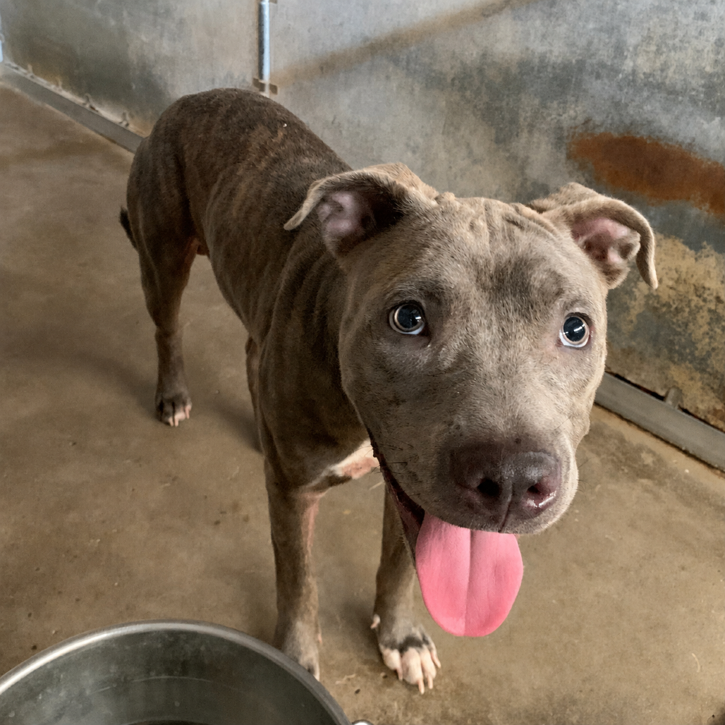 RAYMOND - Terrier, Pit Bull / Mix available for adoption
