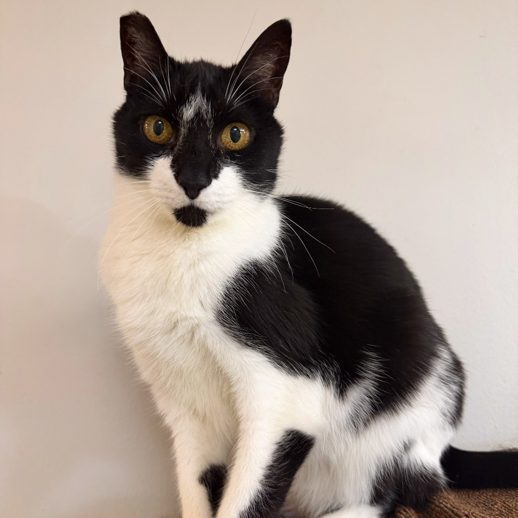 NIGEL - Domestic Shorthair for adoption in Henderson