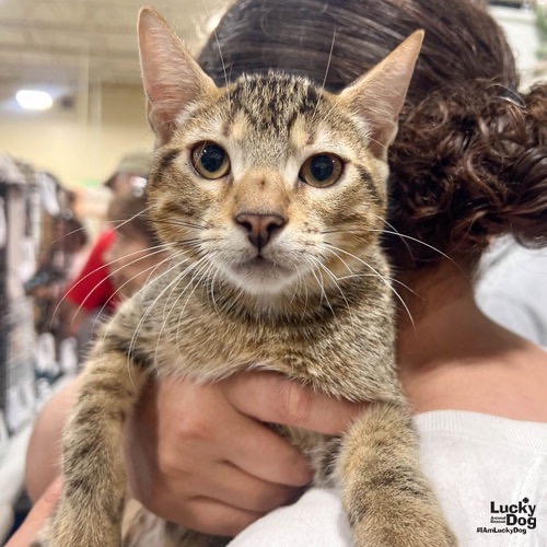REN - Domestic Shorthair / Mix available for adoption