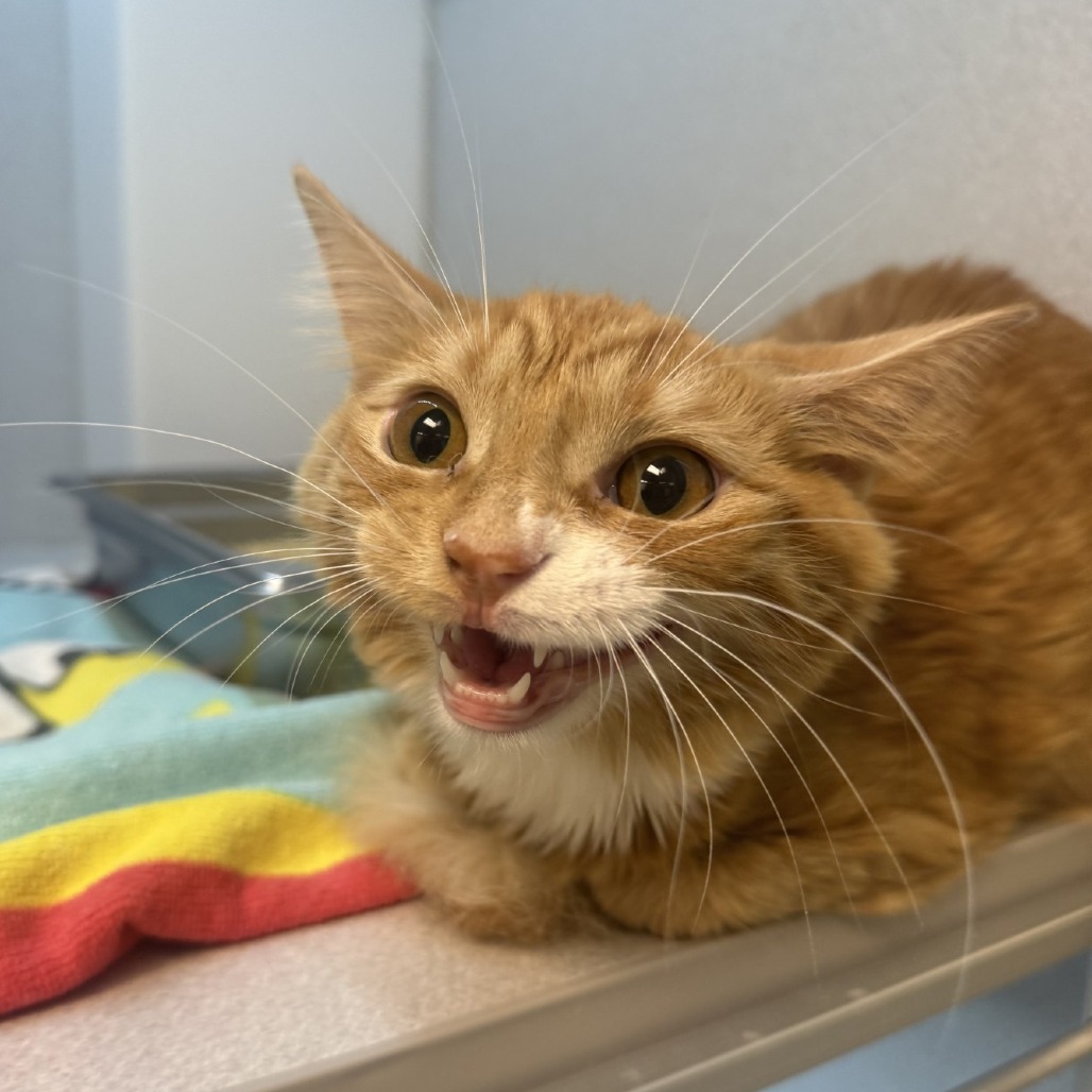 Photo of Ginger 3