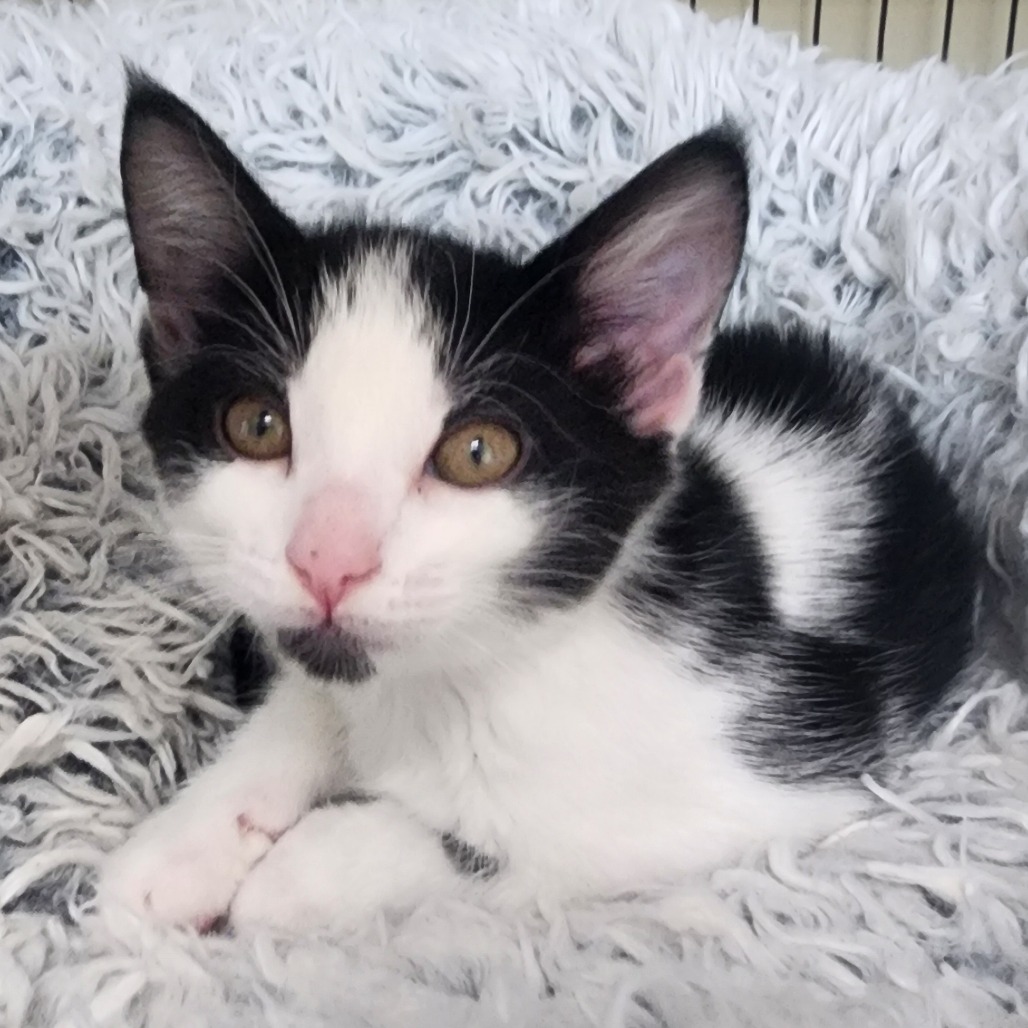 A#73a Brownie's preview photo