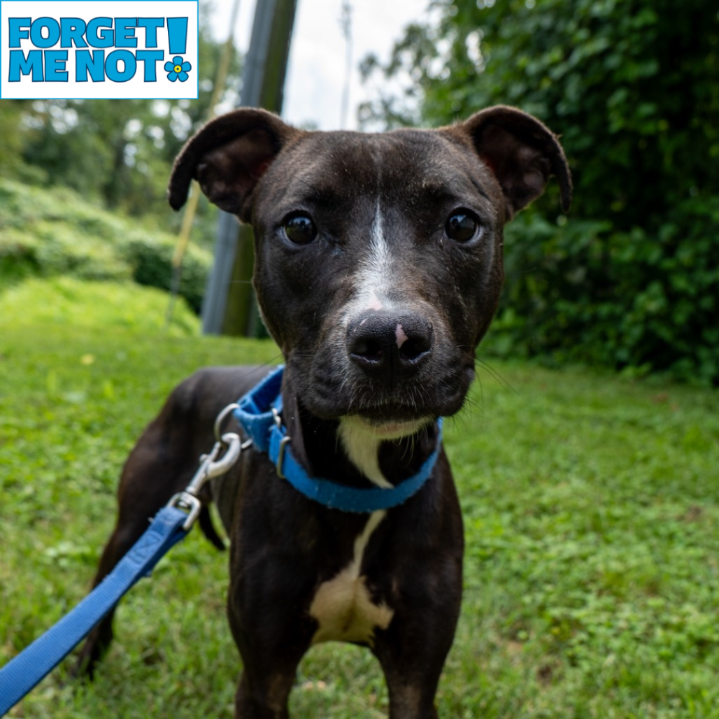 NACHO PARTY - Terrier / American Pit Bull available for adoption