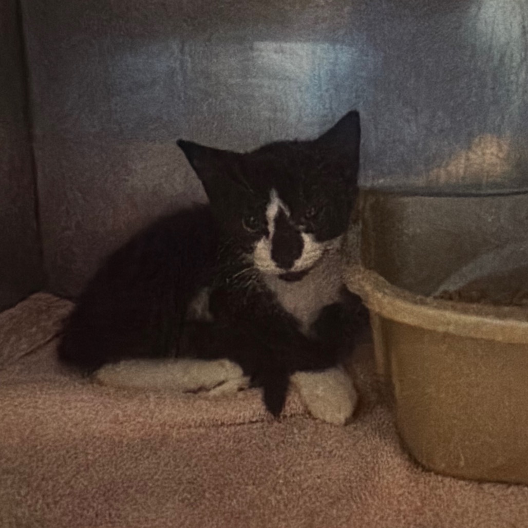 FUNYUN - Domestic Shorthair available for adoption