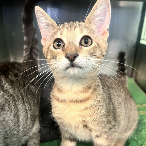 DEER - Domestic Shorthair available for adoption