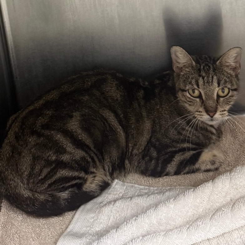 ASH - Domestic Shorthair available for adoption