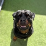SHIBA - Rottweiler available for adoption