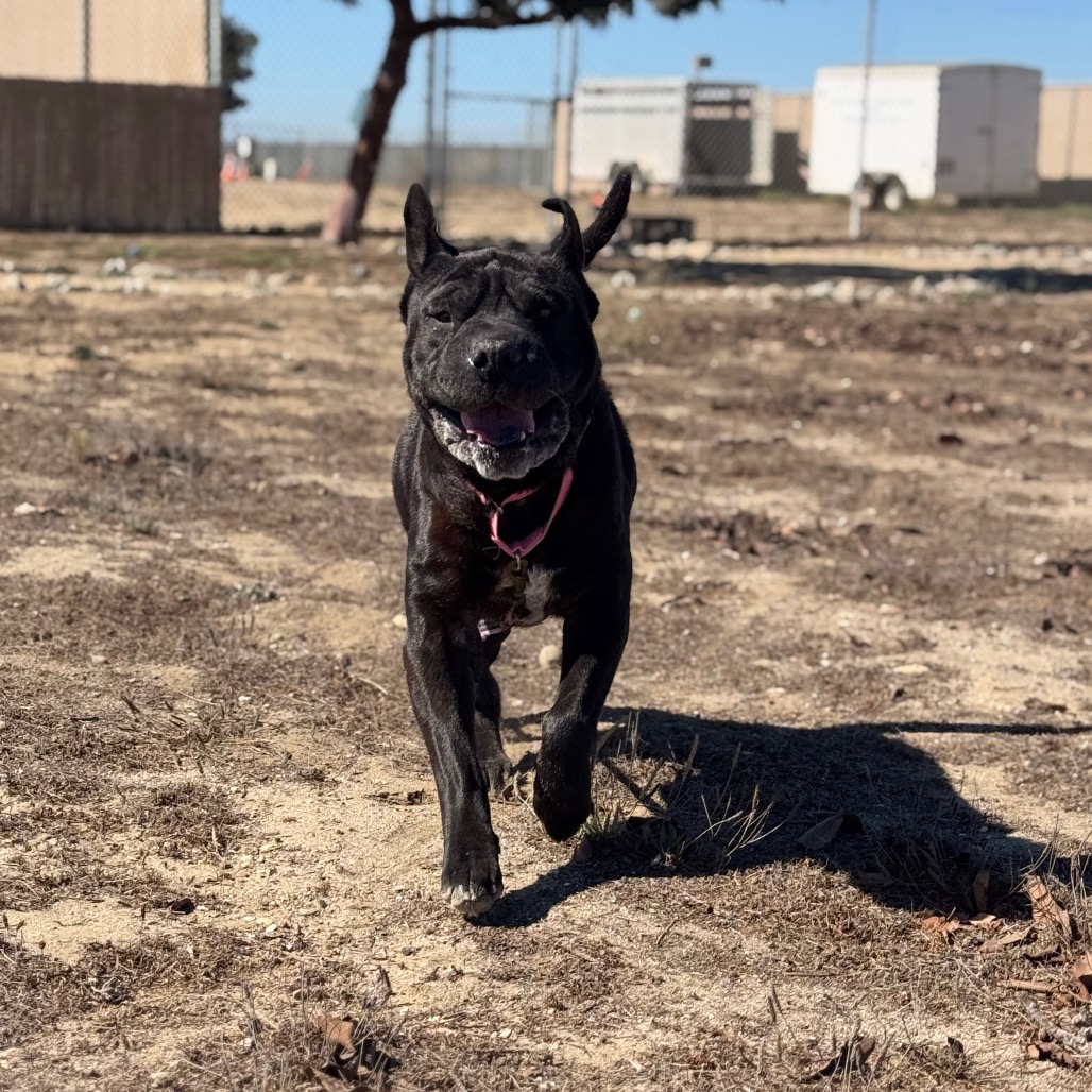 Xena, photo 17