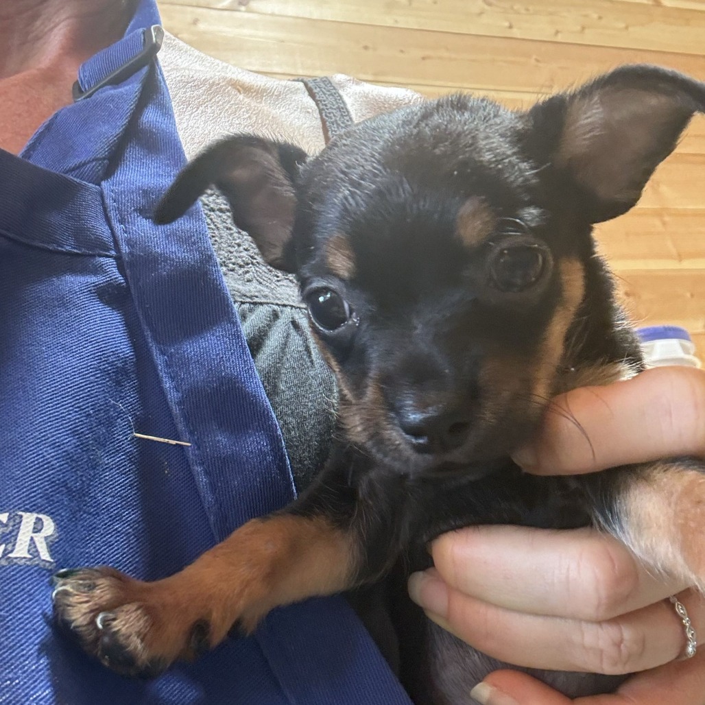 FRIJOL - Chihuahua / Short Coat available for adoption