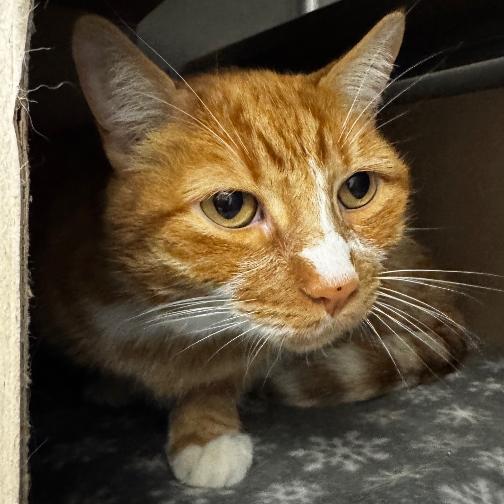 GINGER - Domestic Shorthair available for adoption
