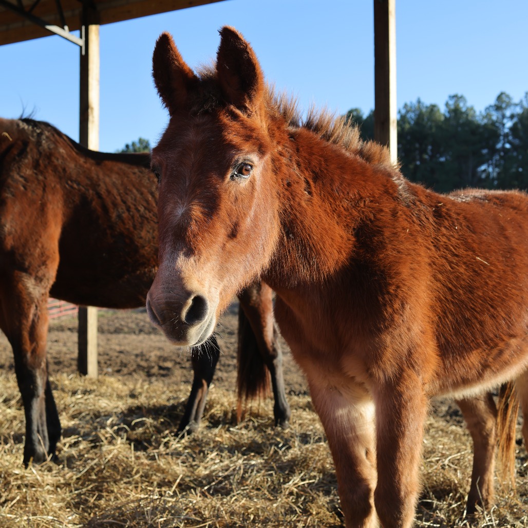 Bob is available for adoption at Horse Plus Humane Society