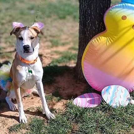 Photo of Daisy