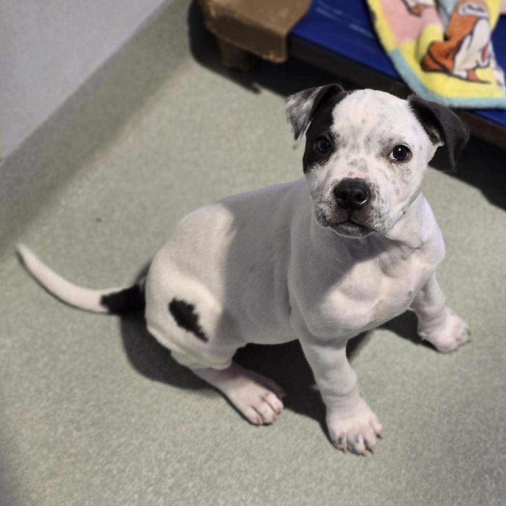 Spot Rescue Dogs Spot is available for adoption at Oregon Dog Rescue