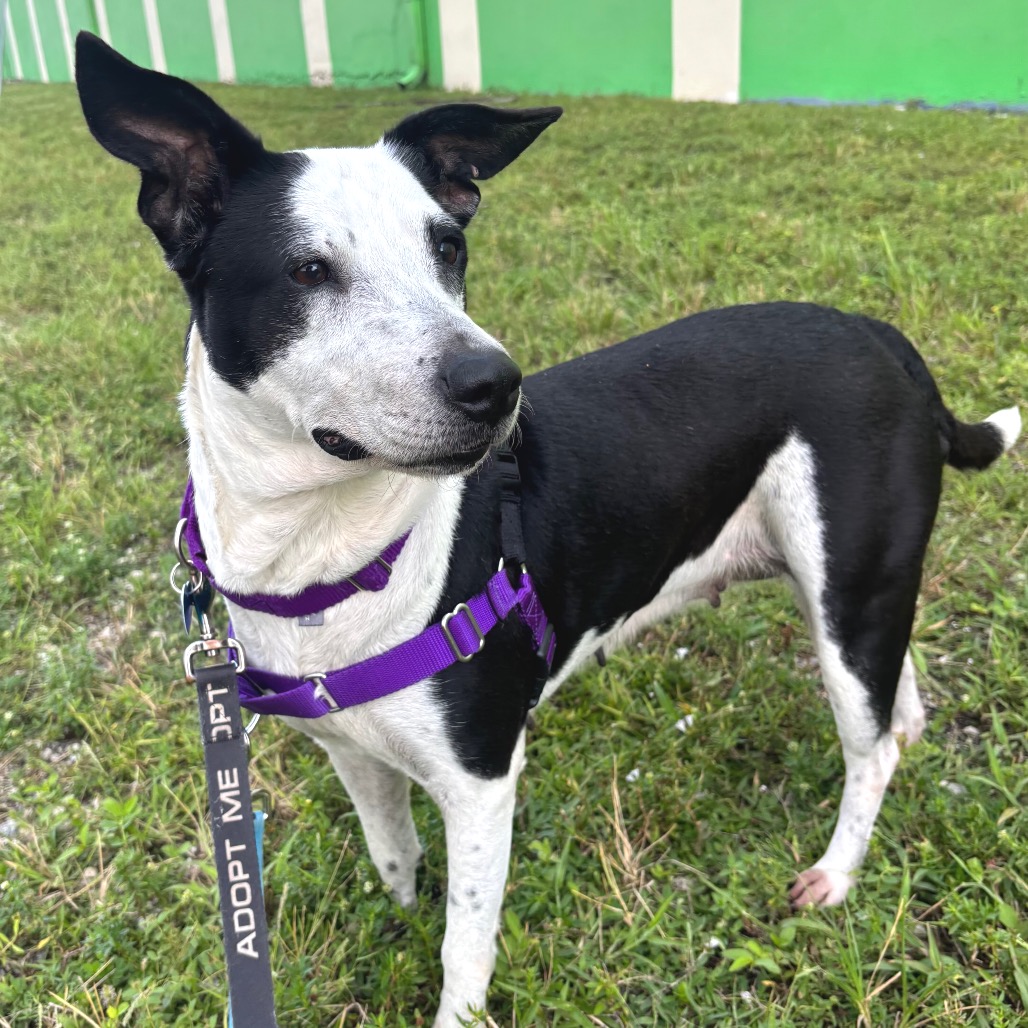 LOLA - Terrier available for adoption