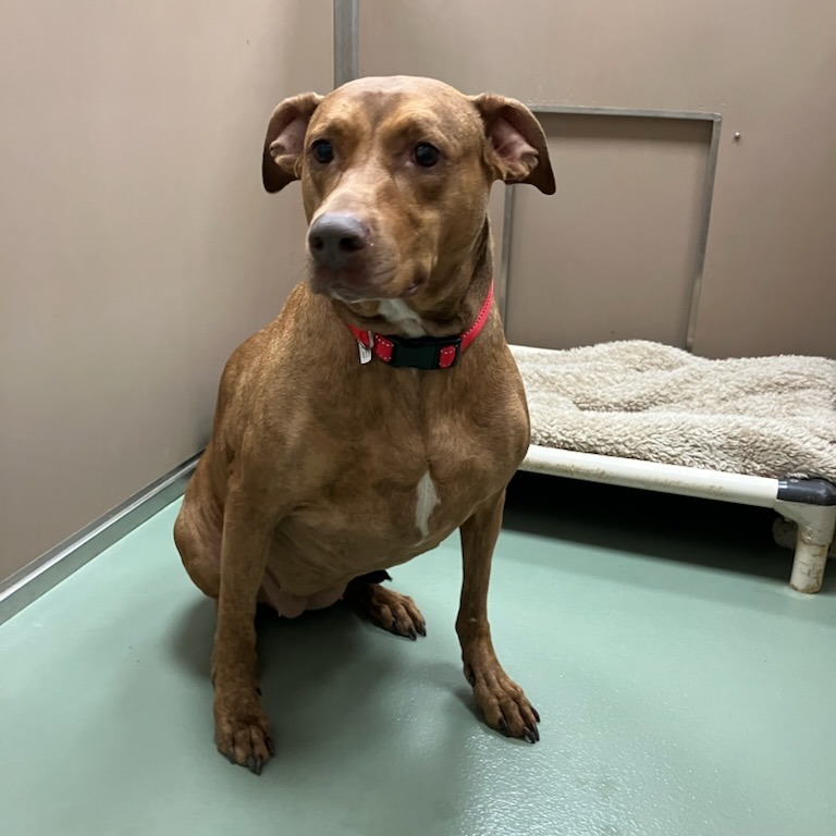 "Awna" or "Lady" — thumbnail 2