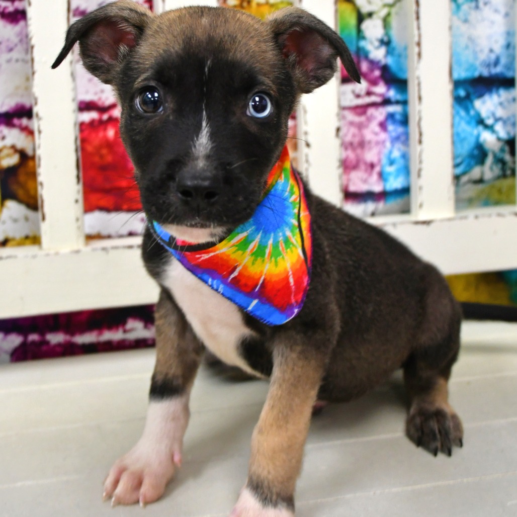 HALO - Husky available for adoption