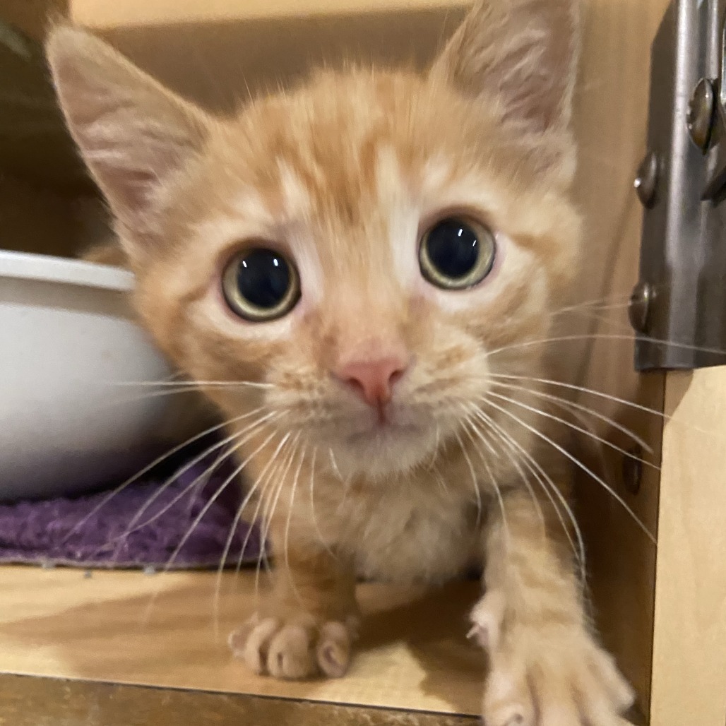 BIGGIE - Domestic Shorthair available for adoption