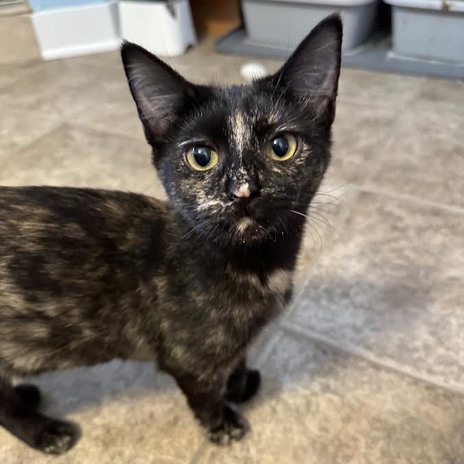 CYNTHIA ROSE - Domestic Shorthair available for adoption