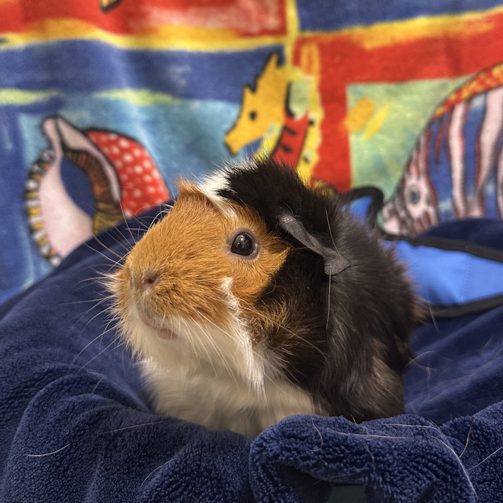 Animal Health Center