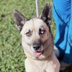 Kennel#9 Shasta's preview photo