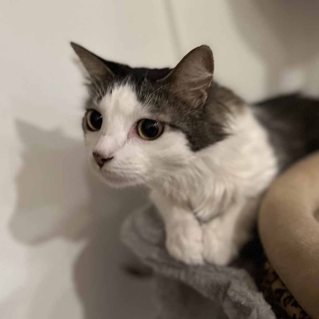 Blossom- $0 Adoption Fee!