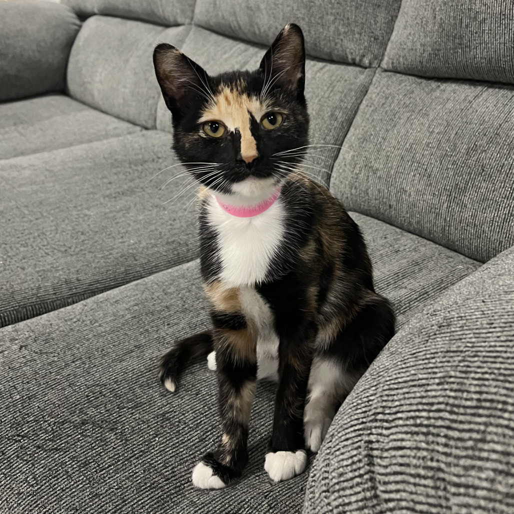 Rosie