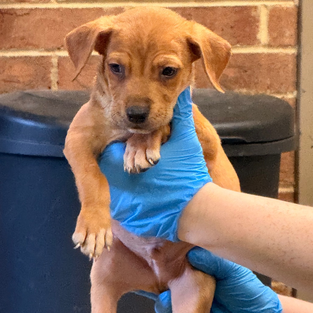 Terrier