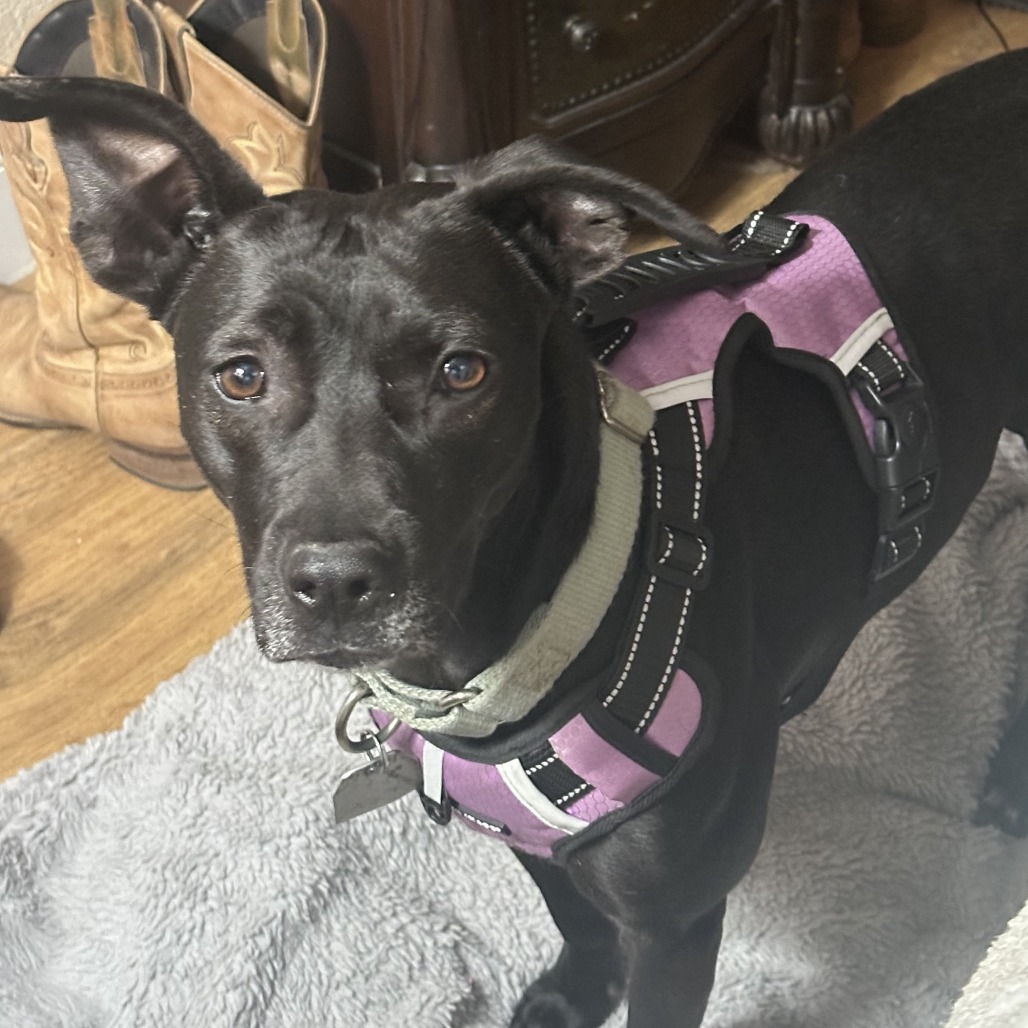 Bashful — thumbnail 11