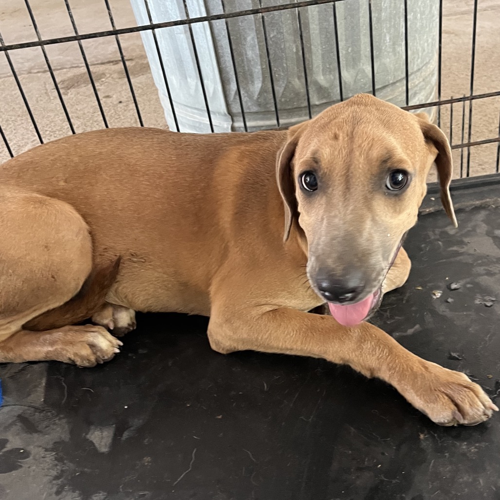 DEBRA DUKE - Weimaraner / Mix available for adoption