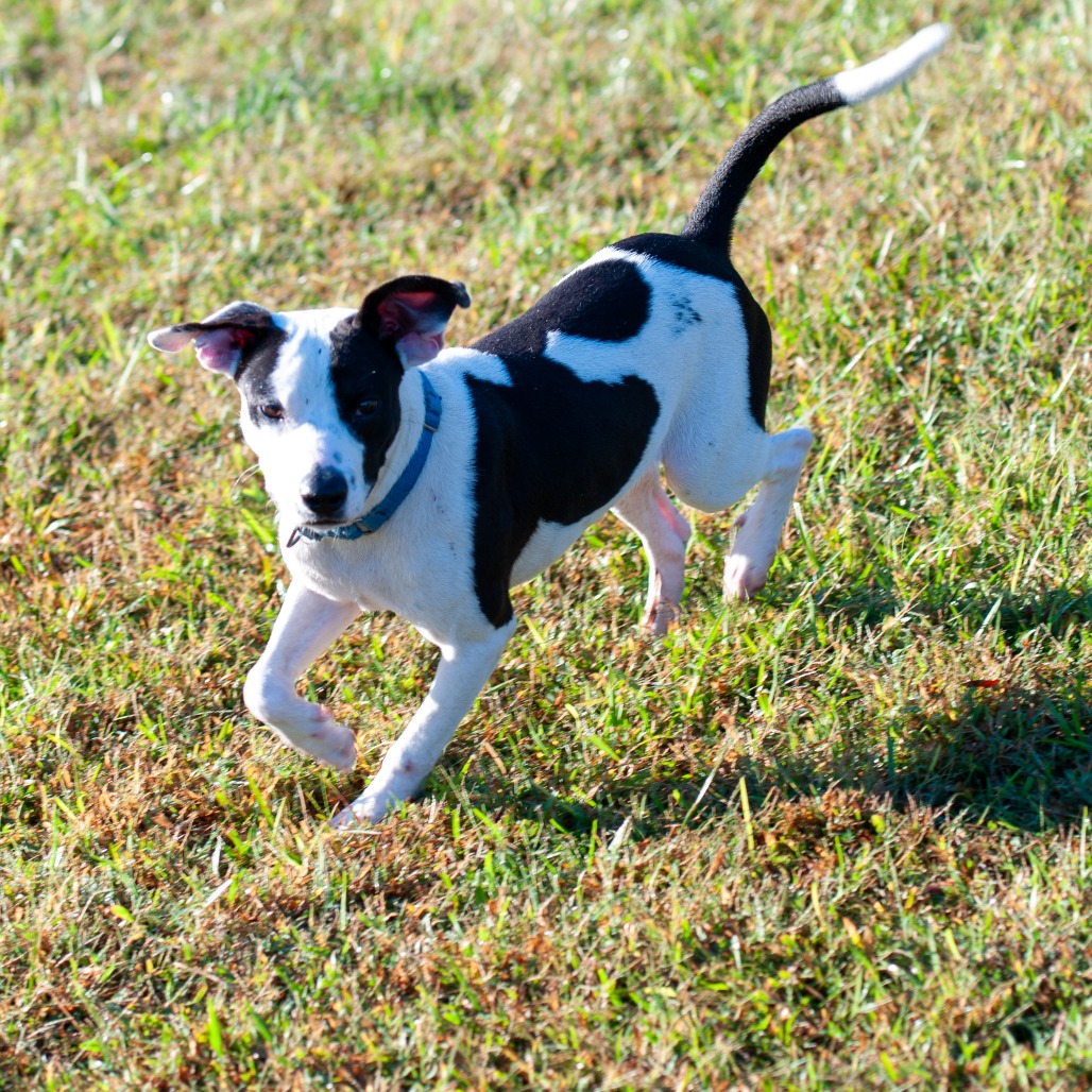 Charlie, photo 5