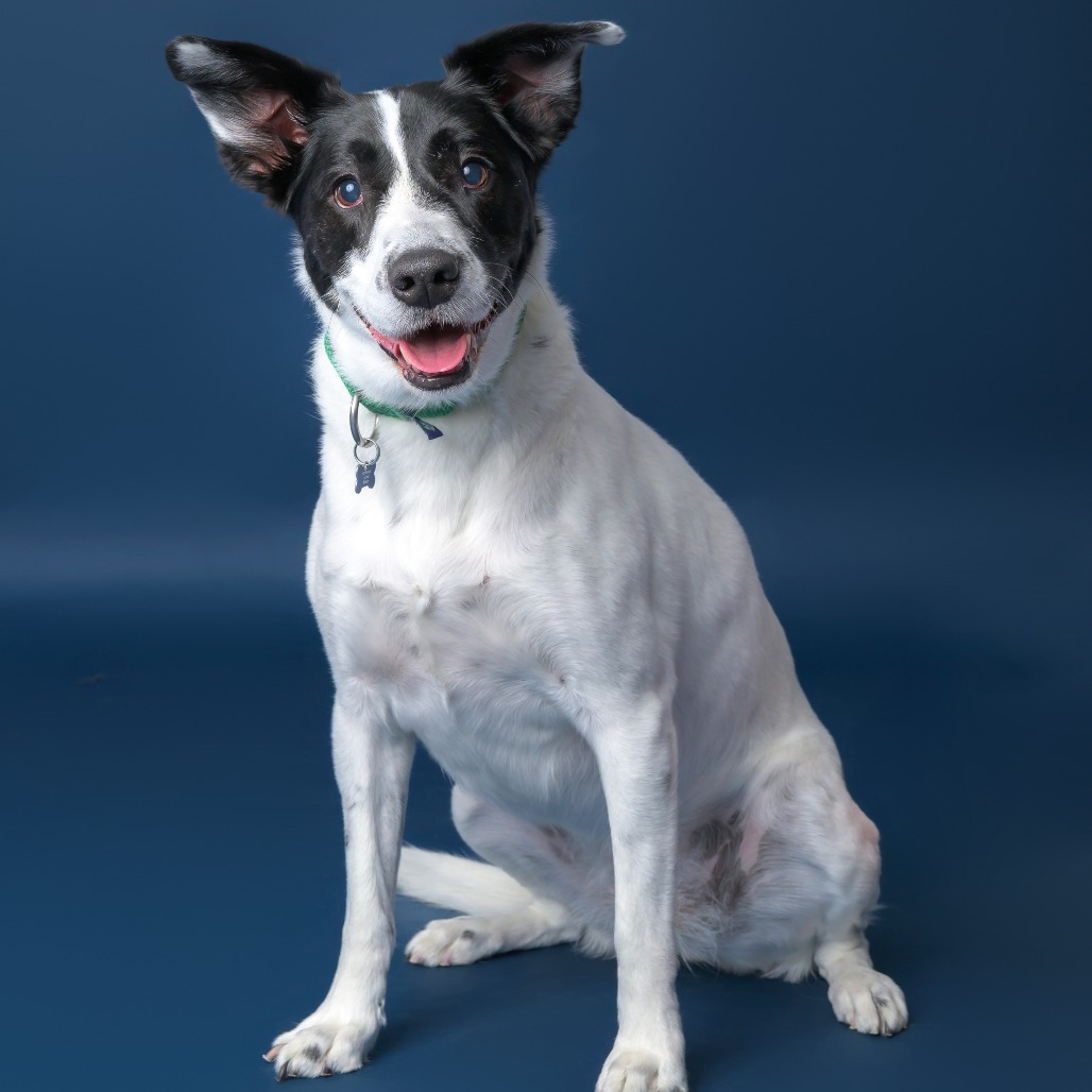 Brie--In Foster