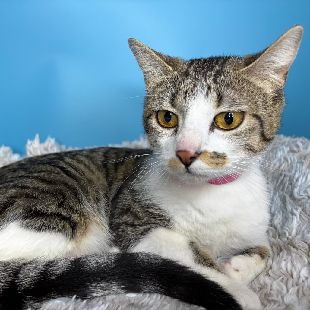 MOIRA - Domestic Shorthair available for adoption