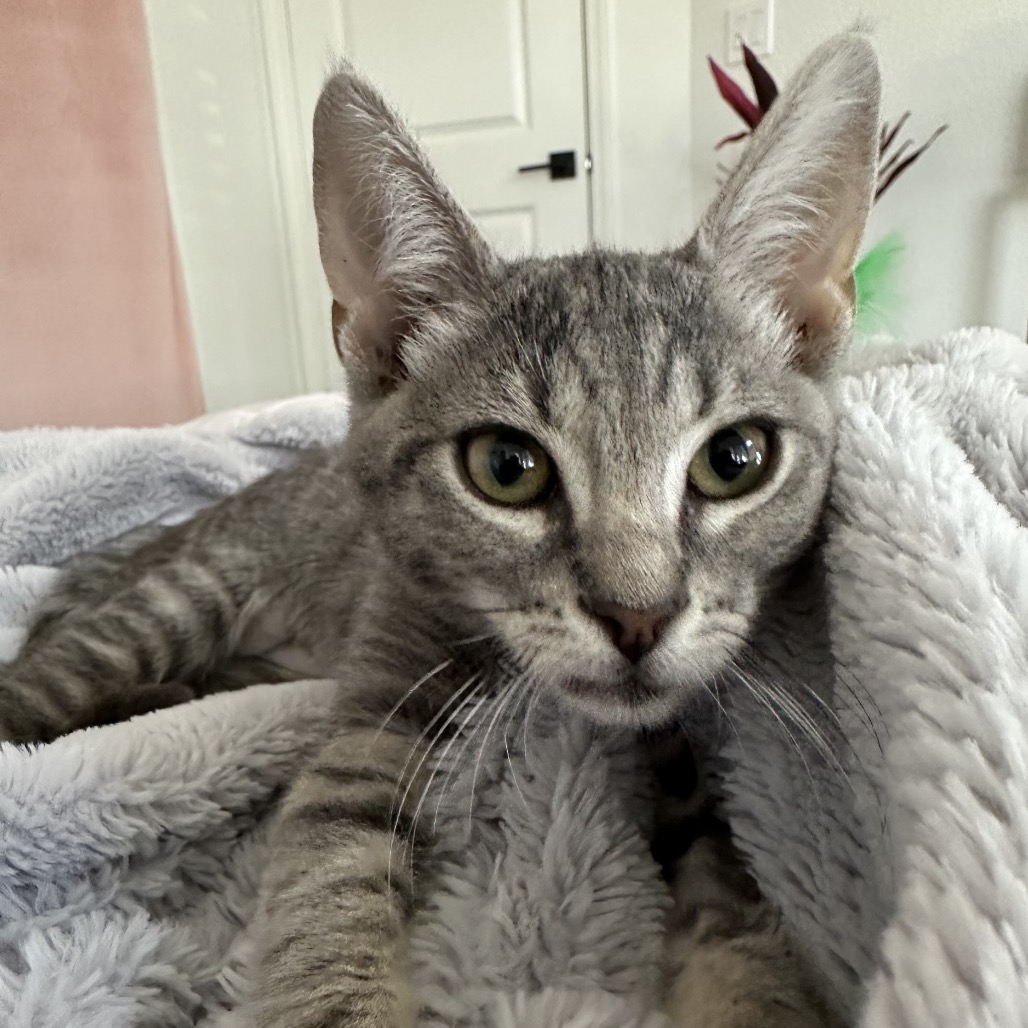 Penny, photo 7