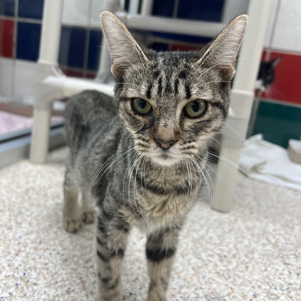 TIKI (663373) - Domestic Shorthair available for adoption