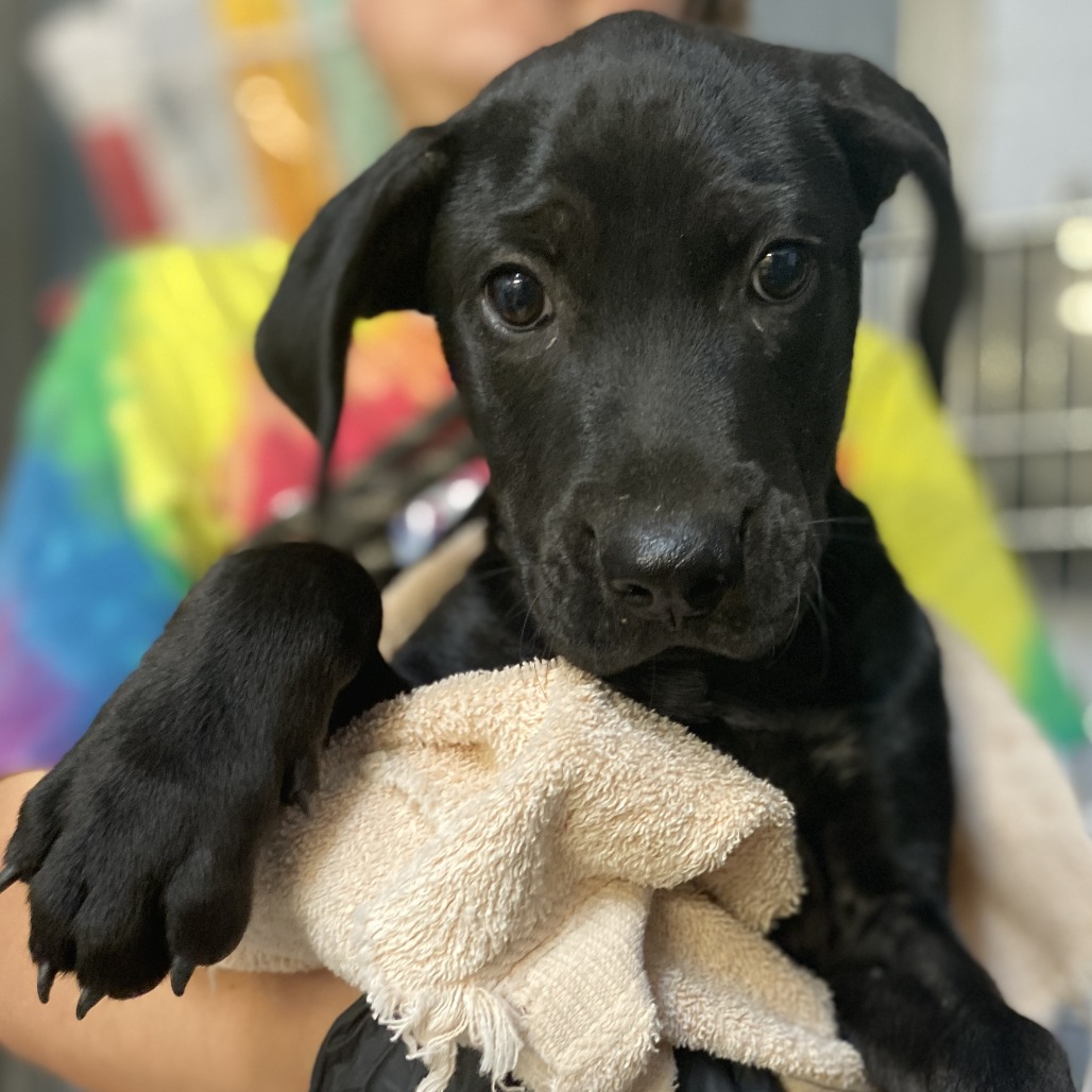 POPPY - Retriever, Black Labrador / Whippet available for adoption