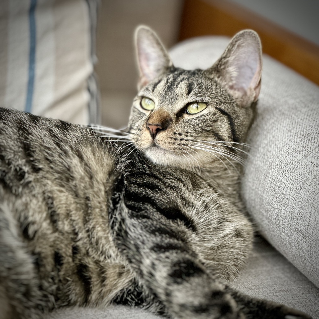 Miss Moppet