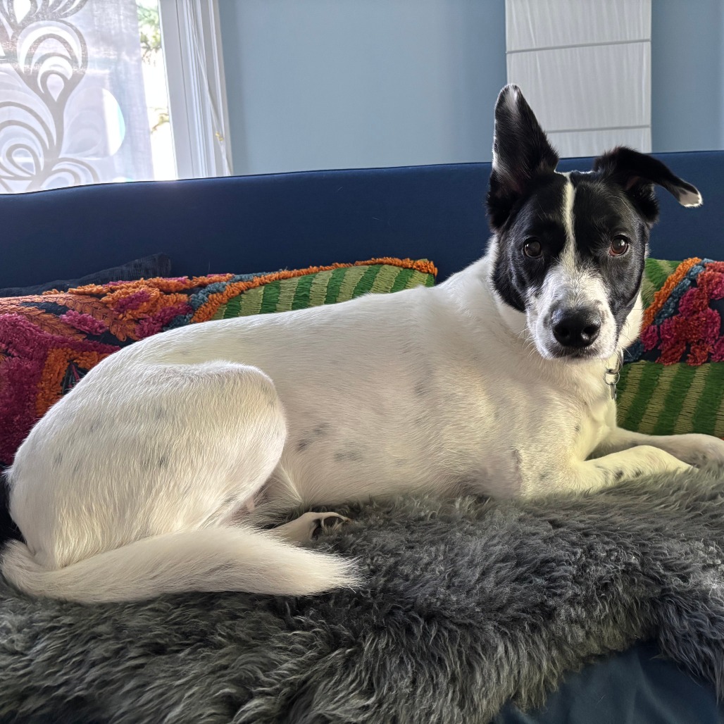 Brie--In Foster, photo 21