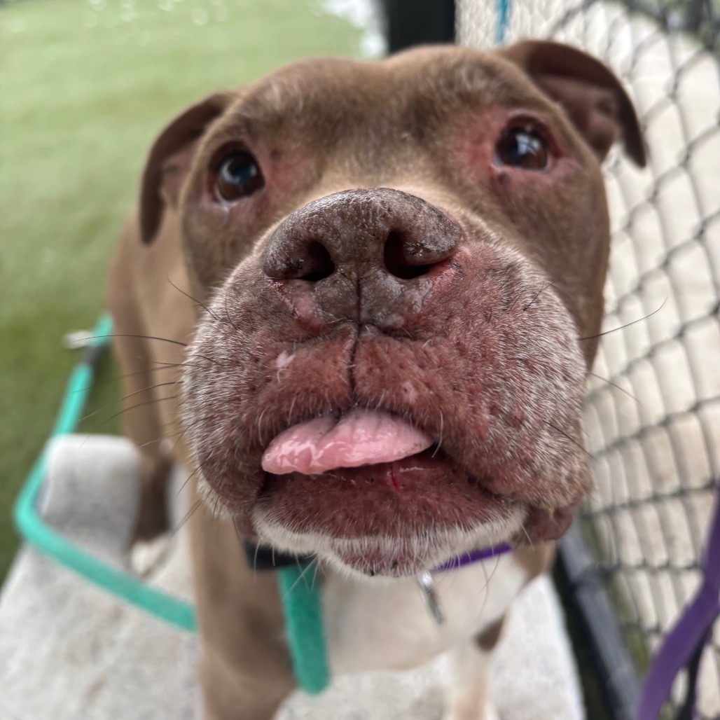 Perro — thumbnail 2